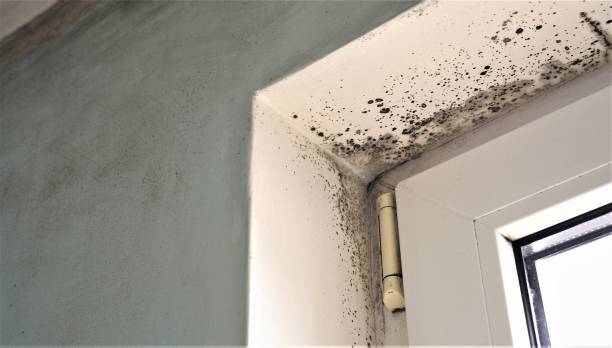 Best Black Mold Removal  in Ewa Beach, HI