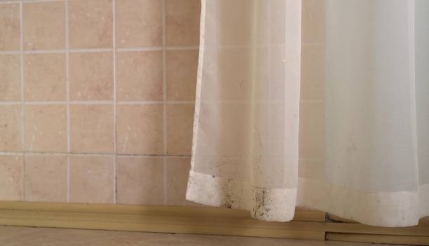 Professional Mold Removal in Ewa Beach, HI