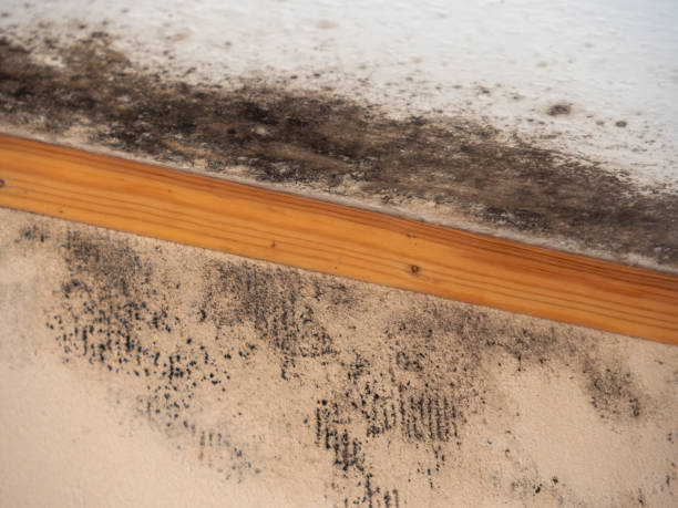 Best Real Estate Mold Inspection  in Ewa Beach, HI