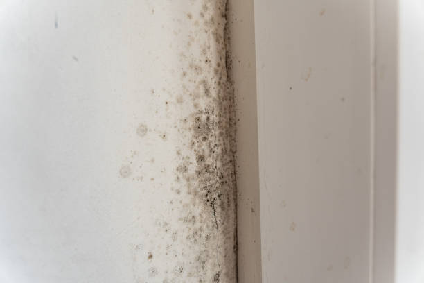 Best HVAC Mold Inspection and Cleaning  in Ewa Beach, HI